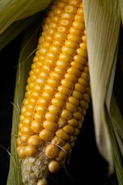 Çiğ, olgun mısır. Koyu renk