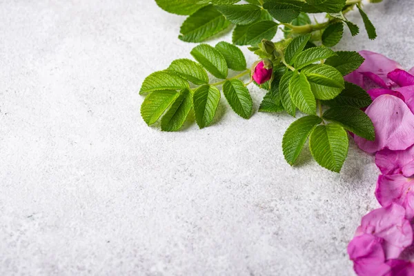 Rosa pétalos de rosa mosqueta con hojas — Foto de Stock