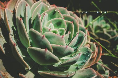 Yeşil sulu bitkinin üzerine su damlalarının aşırı yakın plan görüntüsü.