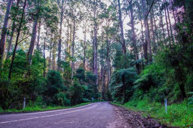 Winding road beneath tall eucalyptus trees and ferns in Australia clipart