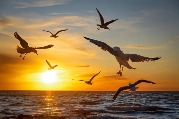 Meeuwen Midden Vlucht Boven Water Bij Zonsondergang Mooie Bevroren Beweging — Stockfoto