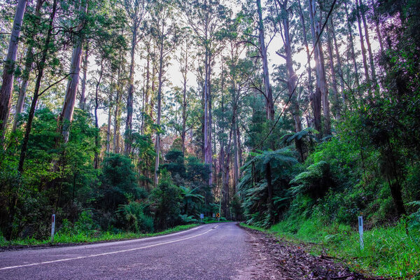 Winding road beneath tall eucalyptus trees and ferns in Australia
