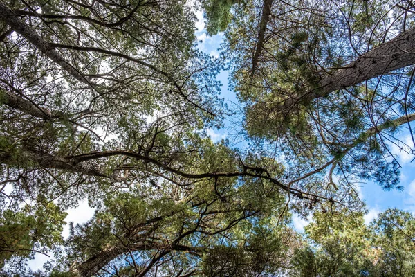 Menatap Pohon Konifer Dan Langit — Stok Foto