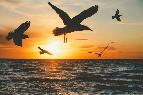 Zeemeeuwen Silhouetten Vliegen Water Bij Zonsondergang — Stockfoto