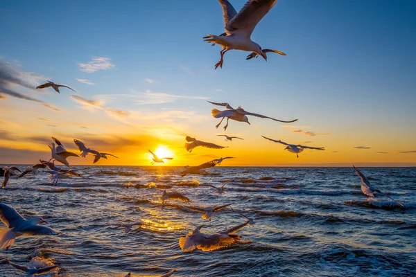 Veel Meeuwen Die Bij Zonsondergang Oceaanwater Vliegen — Stockfoto