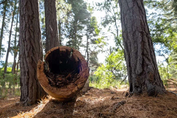 Penutup Pohon Conifer Berongga Yang Jatuh Hutan — Stok Foto