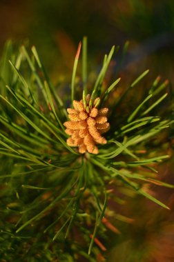 Bahar çiçekli çam ağacı. (Sığ derinlik-in tarla, yakın çekim)