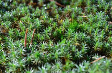 Bir sonbahar ormanında yeşil yosun politrichum komün. Ukrayna'nın Flora'sı. (Sığ alan derinliği, yakın çekim)