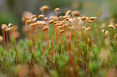 Polytrichum komün. Yeşil yosun orman. Ukrayna florası. (Sığ derinlik-in tarla, yakın çekim)
