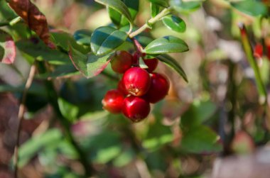 Vaccinium vitis-idaea. Ormandaki olgun lingonberries. Ukrayna florası. (Sığ derinlik-in tarla, yakın çekim)