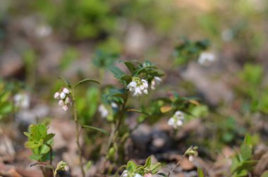 Vaccinium vitis-idaea. İsveç kirazı çiçekleri ormanın içinde. Ukrayna florası. (Sığ derinlik-in tarla, yakın çekim).