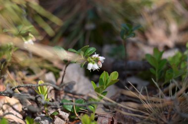 Lingonberry flowers in the forest in spring (Vaccinium vitis-idaea). Flora of Ukraine. (Shallow depth of field, close-up).