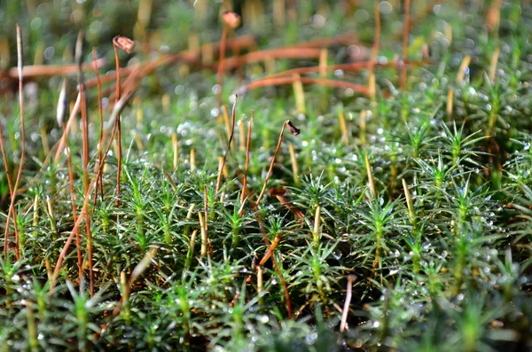 Green Moss Polytrichum Comunas Uma Floresta Outono Flora Ucrânia Profundidade — Fotografia de Stock