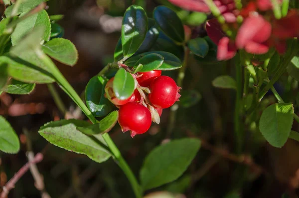 Vaccinium vitis-idaea. Ormandaki olgun lingonberries. Ukrayna florası. (Sığ derinlik-in tarla, yakın çekim)