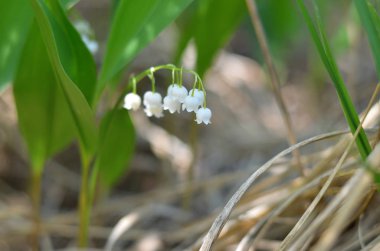 Lily vadi. Ormanda çiçek açan çan olabilir. Ukrayna florası. (Sığ derinlik-in tarla, yakın çekim).
