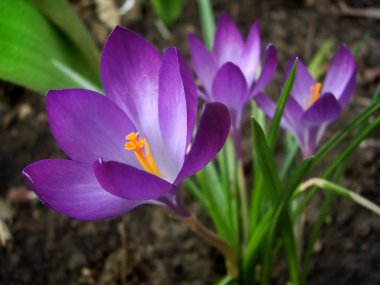 Bahar bahçe çiçekleri leylak çiğdemler (Crocus vernus). Sığ derinlik-in tarla.