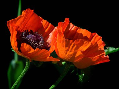 Siyah bir zemin üzerine iki kırmızı haşhaş çiçeği.