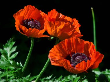 Three red poppy flowers on a black background.