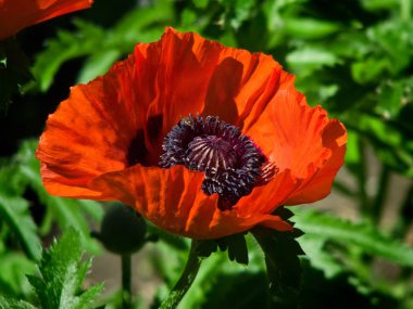 Bahçede çiçek haşhaş kırmızı çiçek.