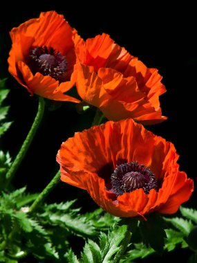 Three red poppy flowers on a black background.