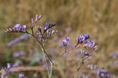 Limonium (Statice) çiçek açan. Ukrayna'nın Flora'sı. (Sığ alan derinliği, yakın çekim)