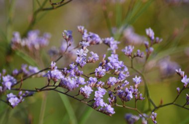 Yaz aylarında çayırda Limonium (Caspia) çiçek çiçek. Ukrayna florası. (Sığ derinlik-in tarla, yakın çekim)