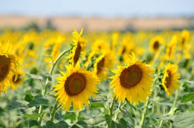 Helianthus annuus. Ukrayna'da Ayçiçeği tarlası.