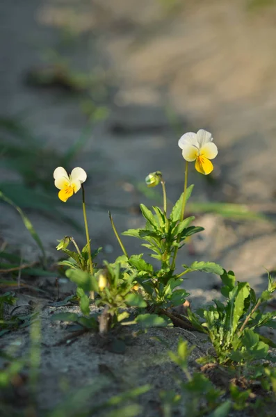 Viola Arvensis Pansy Campo Florescendo Primavera Flora Ucrânia Profundidade Campo — Fotografia de Stock