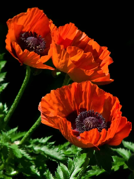 Three red poppy flowers on a black background.