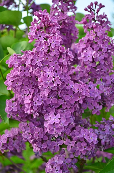 Vanliga Lila Syringa Vulgaris Blommande Buske Lila Våren Trädgård — Stockfoto