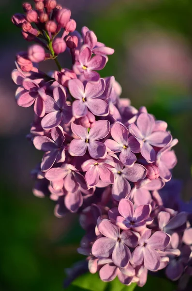 Blommande Buske Lila Våren Trädgård Grunt Skärpedjup Närbild — Stockfoto