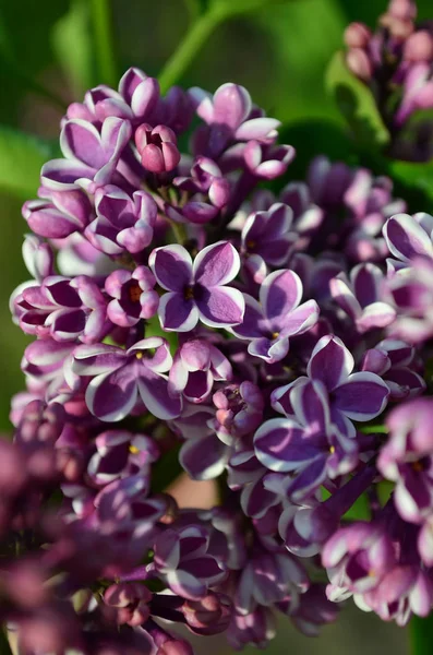 Jamis Pospolity Kwitnących Krzew Wspólnego Lilac Parku Płytkie Głębia Ostrości — Zdjęcie stockowe