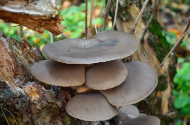 Kavak mantarı. Yaşlı bir ağaç gövdesinde büyüyen yenilebilir istiridye mantar mantar. Ukrayna.