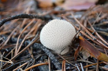 Lycoperdon perlatum. Puffball in dry pine needles, Ukraine. Shallow depth of field, closeup.
