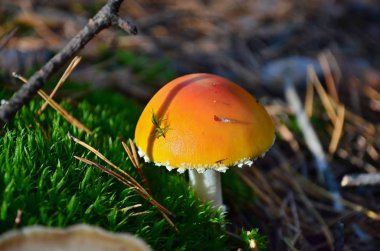 Küçük turuncu bir çam ormanı, Ukrayna içinde sinek agaric. Sığ derinlik-in tarla, portre.