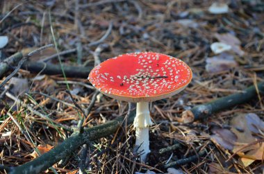Kuru çam iğneleri kırmızı sinek agarik - halüsinojenik ve zehirli mantar, Ukrayna. Sığ alan derinliği, yakın çekim.