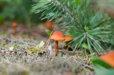 Small orange mushroom growing under a pine tree, Ukraine. Shallow depth of field, closeup.