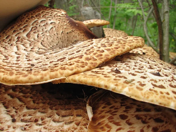 Polyporus Squamous Grows Tree Stump Forest Ukraine Closeup — Stock Photo, Image