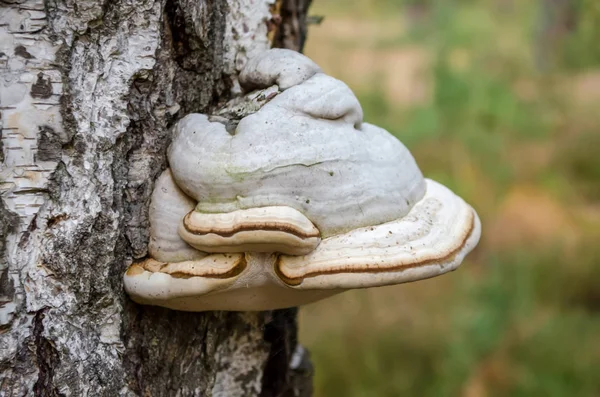 Fomes Fomentarius Bracket Fungus Growing Trunk Birch Ukraine — Stock Photo, Image