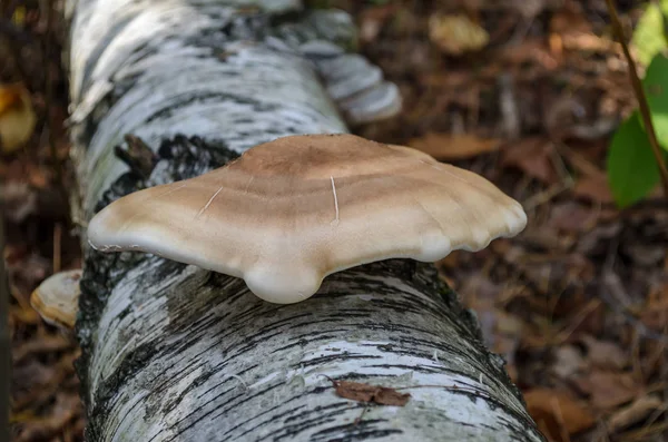 Fomitopsis betulina. Köşeli ayraç mantar huş ağacı gövde üzerinde büyür. Ukrayna.