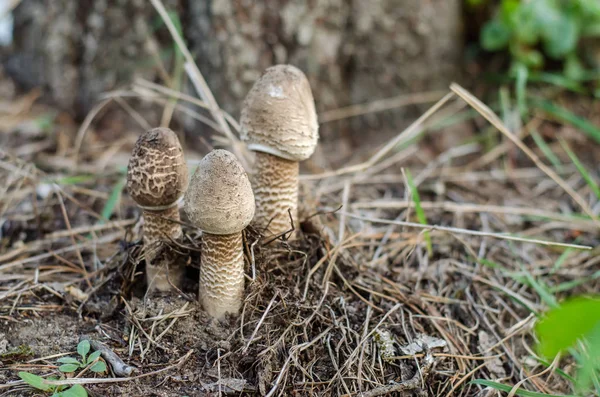 Macrolepiota Procera Three Little Mushrooms Parasol Growing Old Garden Ukraine — Stock Photo, Image