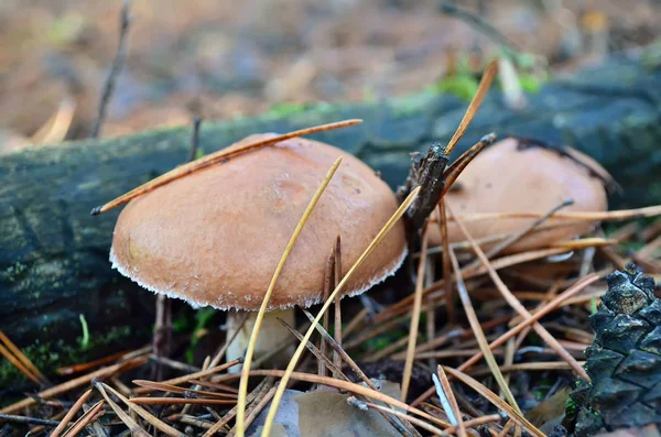 Mushrooms Suillus Luteus Dry Pine Needles Ukraine Shallow Depth Field — Stock Photo, Image