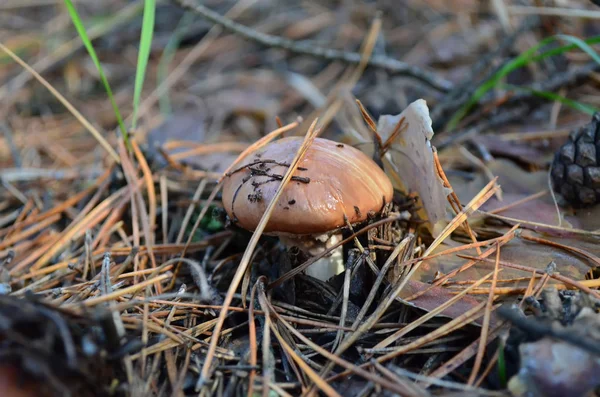 Mushroom Suillus Luteus Dry Pine Needles Ukraine Shallow Depth Field — Stock Photo, Image