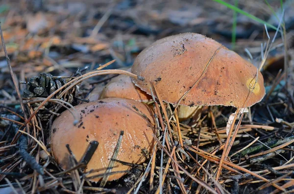 Mushrooms Suillus Luteus Dry Pine Needles Ukraine Shallow Depth Field — Stock Photo, Image