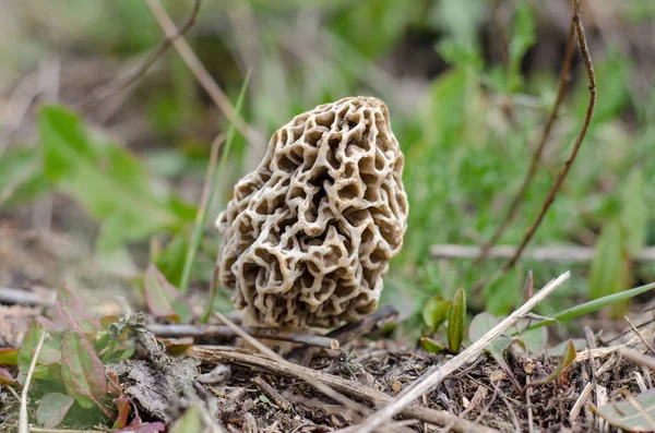 Morchella esculenta. Bahar mantar eski bahçelerde büyüyen, Ukrayna. Sığ alan derinliği, yakın çekim.
