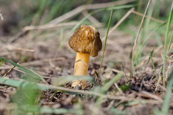 Verpa Bohemica Spring Mushroom Growing Old Gardens Ukraine Shallow Depth — Stock Photo, Image