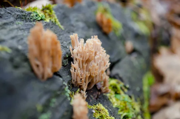 Artomyces Pyxidatus Fungus Log Woods Ukraine Shallow Depth Field Closeup — Stock Photo, Image