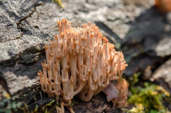 Artomyces Pyxidatus Fungus Log Woods Ukraine Shallow Depth Field Closeup — Stock Photo, Image