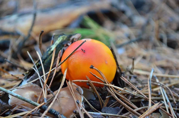 Small Orange Fly Agaric Pine Forest Ukraine Shallow Depth Field — Stock Photo, Image