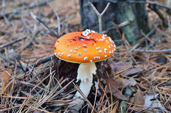 Orange Fly Agaric Dry Pine Needles Hallucinogenic Poisonous Mushroom Ukraine — Stock Photo, Image